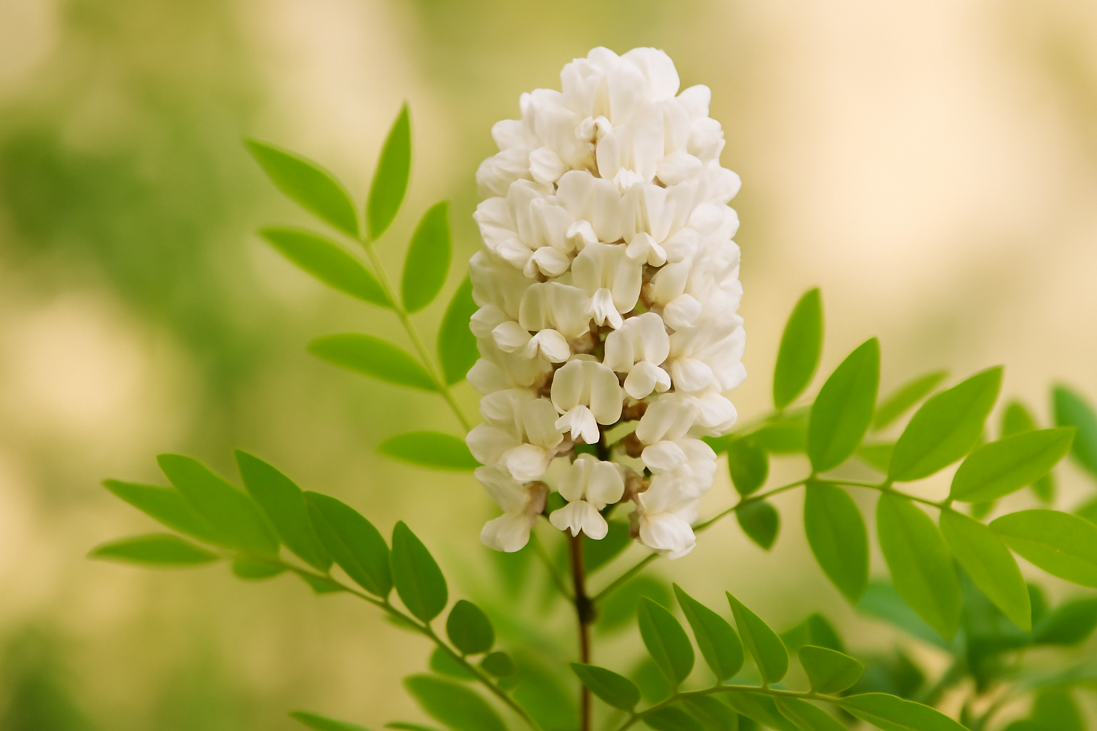 Acacia Flower Care: Benefits, Growing Tips, and Safe Uses
