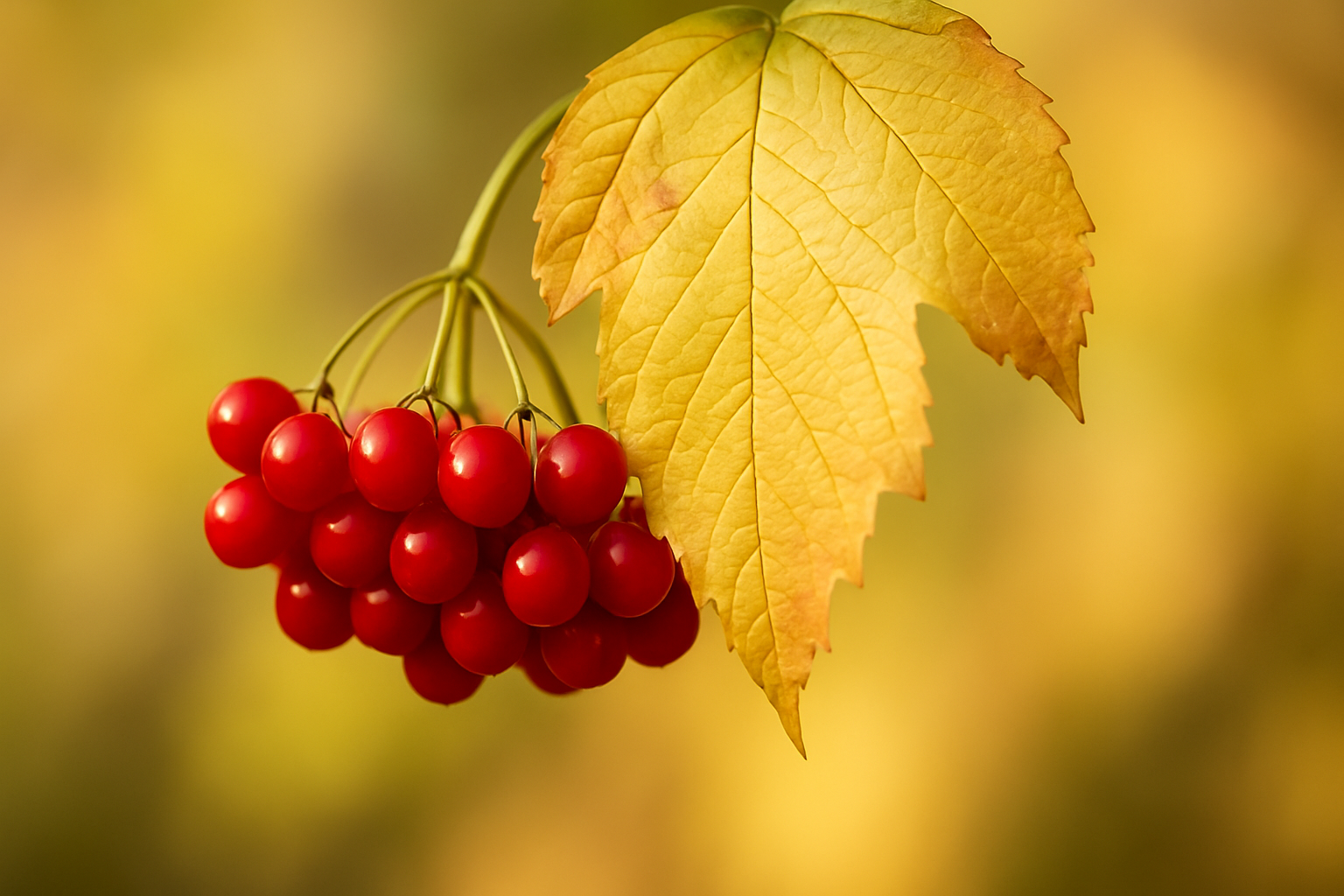 Gilaburu Juice: Benefits, Uses, and Safe Ways to Drink It