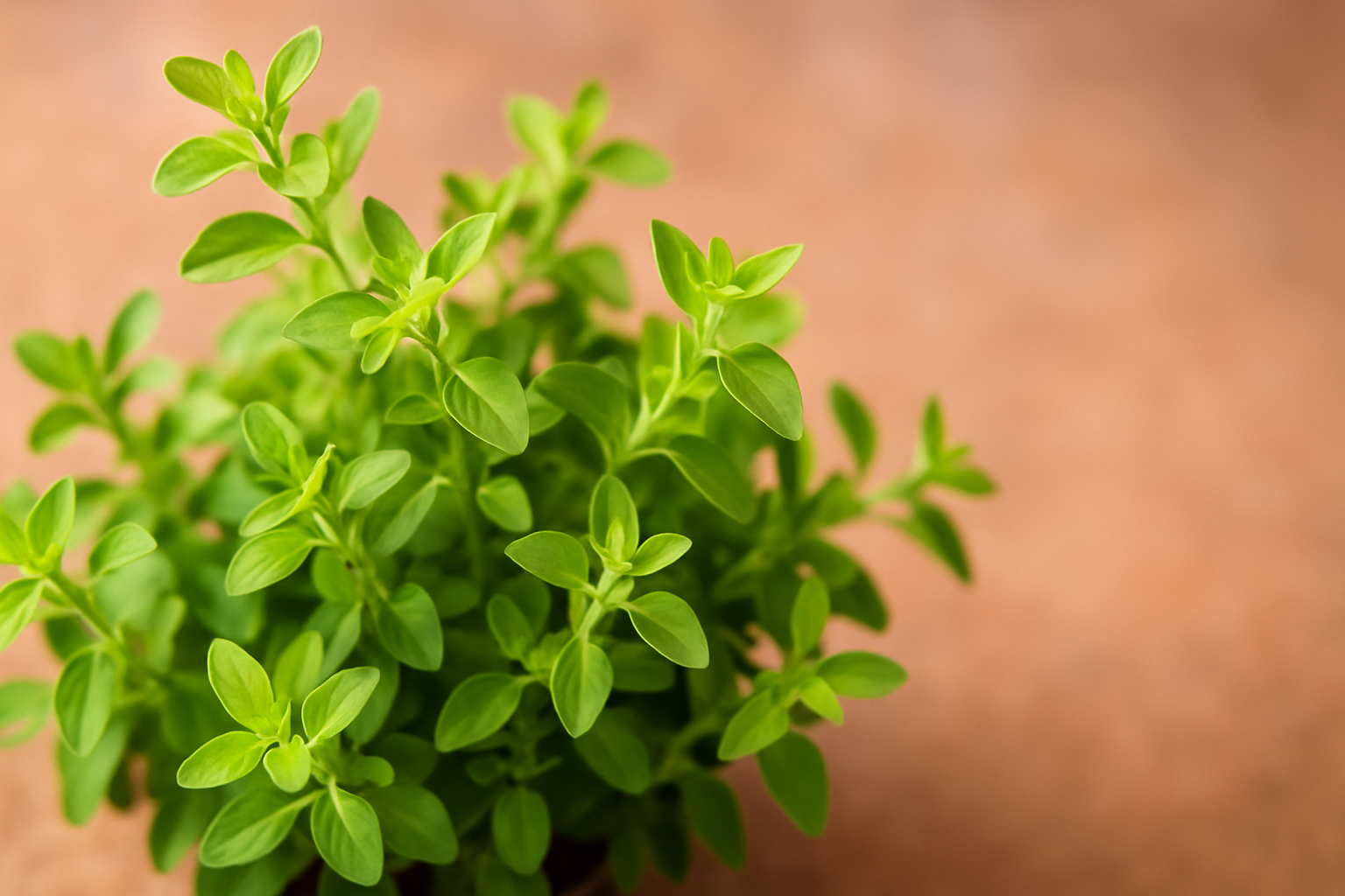 Marjoram Benefits, Uses, and Safety Tips for Everyday Cooking