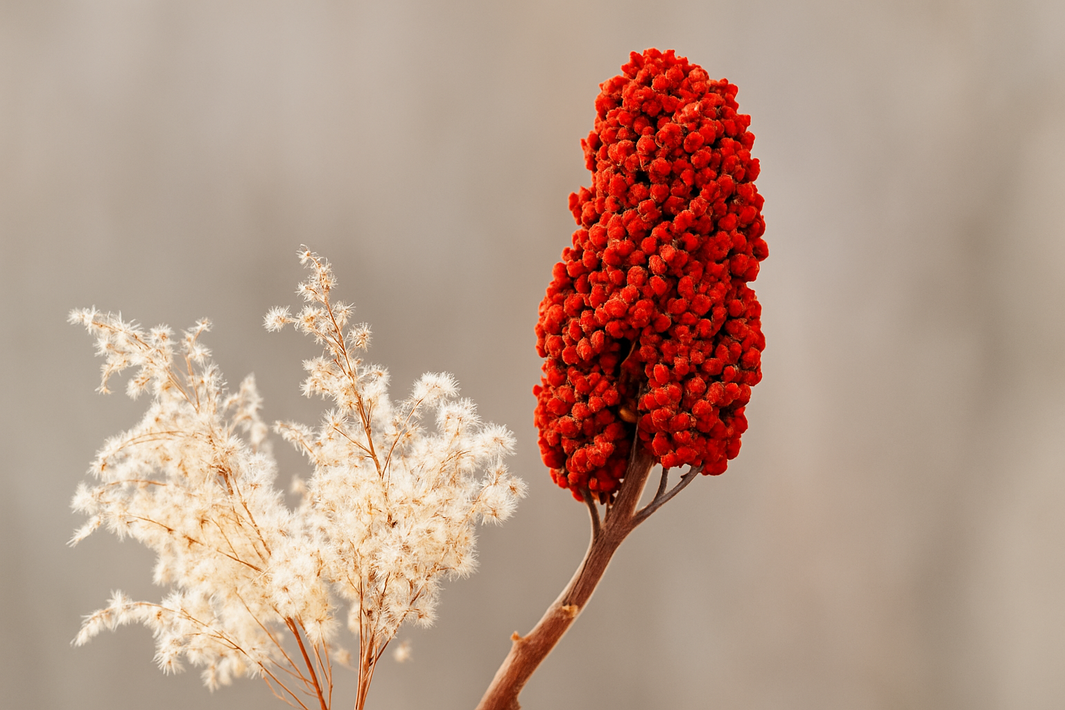 Sumac Spice: How to Use Its Tangy Flavor in Everyday Cooking
